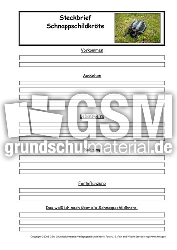 Schnappschildkröte-Steckbriefvorlage.pdf